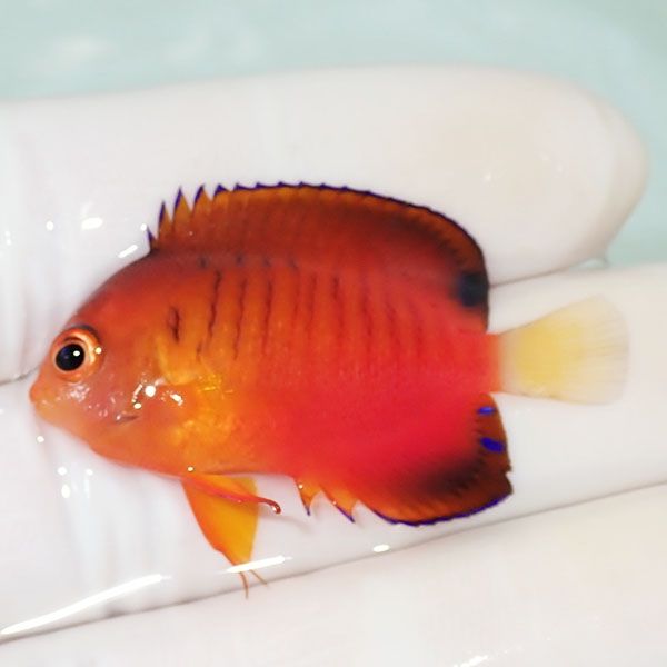【現物6】ダイダイヤッコ 4cm±!海水魚 ヤッコ 15時までのご注文で当日発...