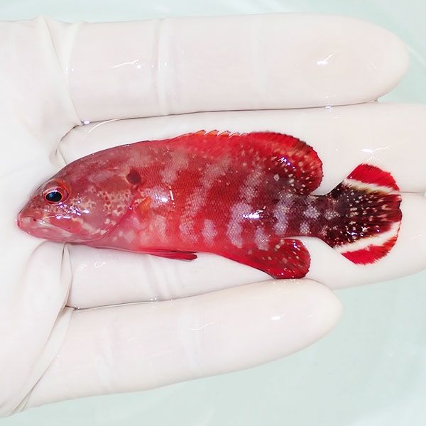 【現物】ニジハタ 7.3cm± !海水魚 生体 15時までのご注文で当日発送(t120