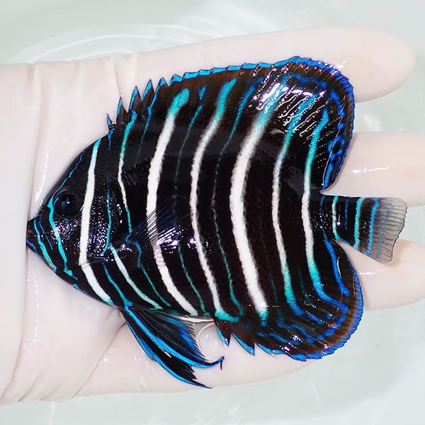 【現物1】ロクセンヤッコ 9cm± ! 海水魚 生体 15時までのご注文で当日発...