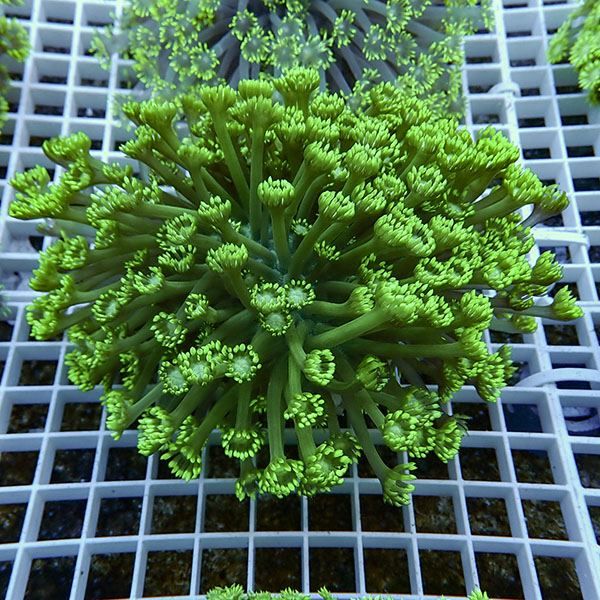 【サンゴ現物7】ハナガササンゴ!15時までのご注文で当日発送【サンゴ】(...