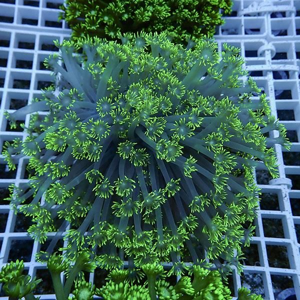 【サンゴ現物8】ハナガササンゴ!15時までのご注文で当日発送【サンゴ】(...
