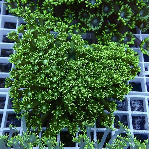 【サンゴ現物9】ハナガササンゴ !15時までのご注文で当日発送【サンゴ】...