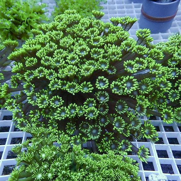 【サンゴ現物10】ハナガササンゴ!15時までのご注文で当日発送【サンゴ】...