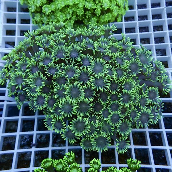 【サンゴ現物12】ハナガササンゴ!15時までのご注文で当日発送【サンゴ】...