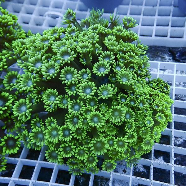 【サンゴ現物15】ハナガササンゴ!15時までのご注文で当日発送【サンゴ】...