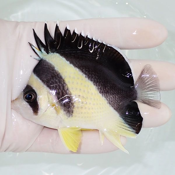 【現物2】バーゲスバタフライ 9cm±! 海水魚 チョウチョウウオ 15時まで...