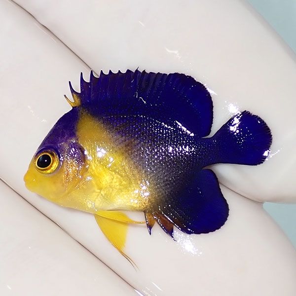 【現物17】スミレヤッコ 3cm±! 海水魚 ヤッコ 15時までのご注文で当日発...