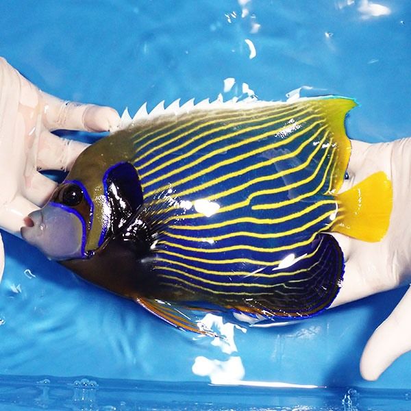 【現物1】タテジマキンチャクダイ BIG 23cm±!海水魚 ヤッコ 15時までの...