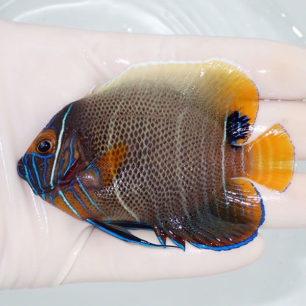 【現物1】 アデヤッコ 半成魚 8.5cm±! 海水魚 ヤッコ(t111(t207