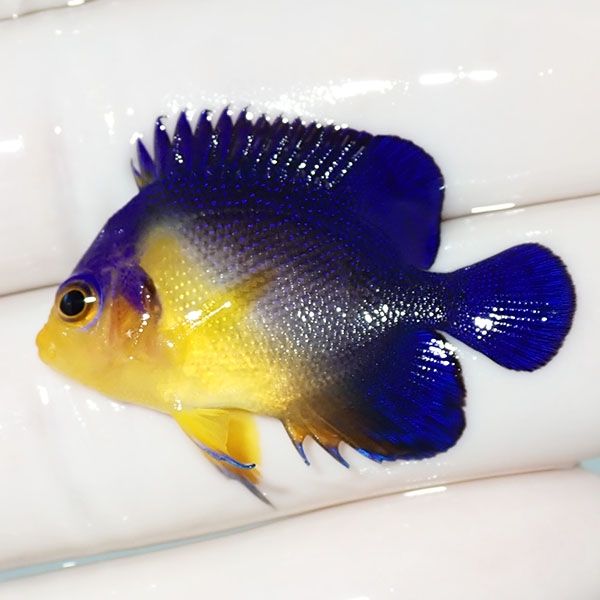 【現物13】スミレヤッコ 3.5cm±! 海水魚 ヤッコ 15時までのご注文で当日...