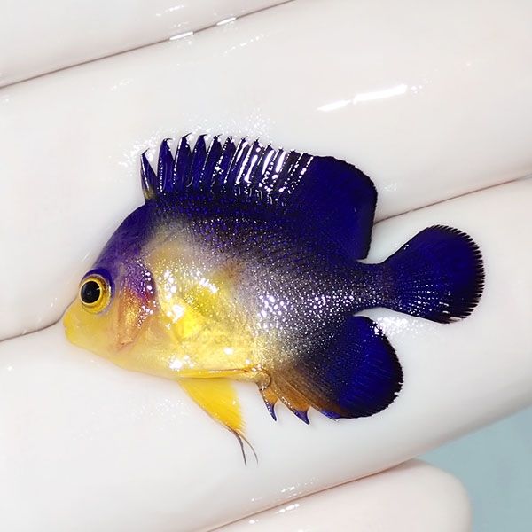 【現物14】スミレヤッコ 3cm±! 海水魚 ヤッコ 15時までのご注文で当日発...