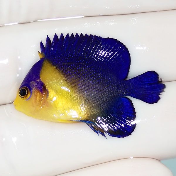【現物15】スミレヤッコ 3.5cm±! 海水魚 ヤッコ 15時までのご注文で当日...