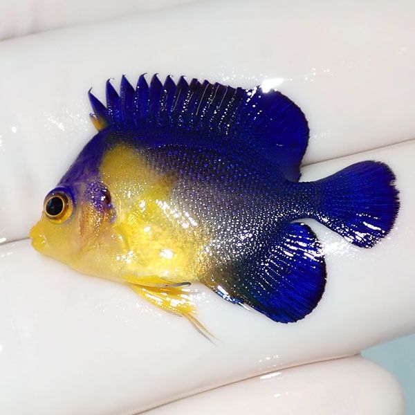 【現物16】スミレヤッコ 3.3cm±! 海水魚 ヤッコ 15時までのご注文で当日...