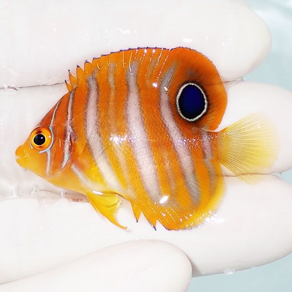 【現物1】ニシキヤッコ 4.5cm±!海水魚 ヤッコ15時までのご注文で当日発...