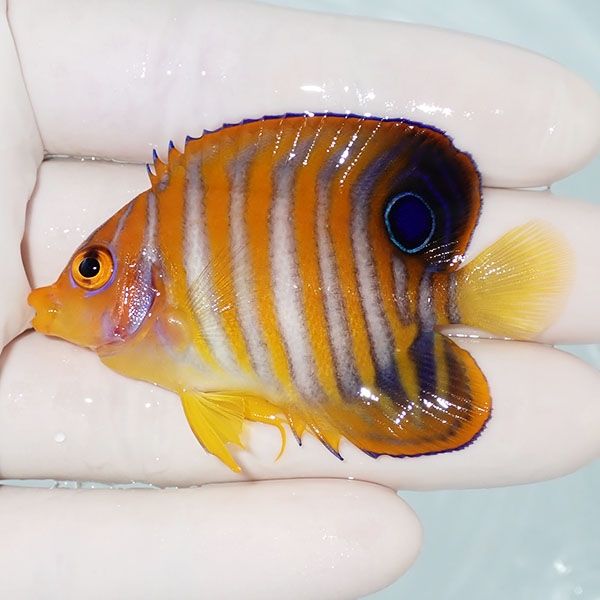 【現物2】ニシキヤッコ 6cm±!海水魚 ヤッコ15時までのご注文で当日発送(...