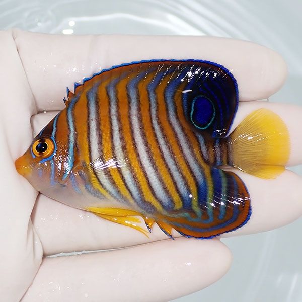 【現物3】ニシキヤッコ 7cm±!海水魚 ヤッコ15時までのご注文で当日発送(...