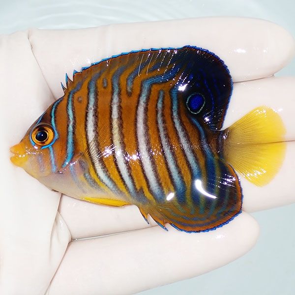 【現物4】ニシキヤッコ 7cm±!海水魚 ヤッコ15時までのご注文で当日発送(...