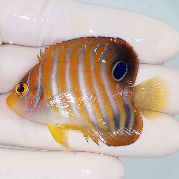 【現物5】ニシキヤッコ 5.5cm±!海水魚 ヤッコ15時までのご注文で当日発...