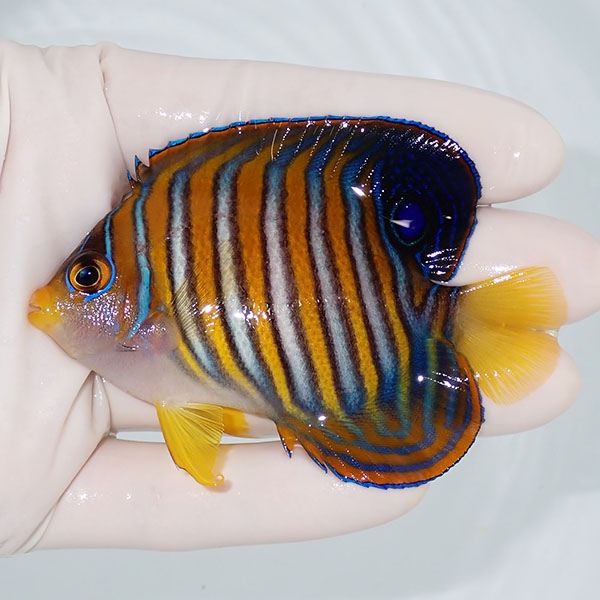 【現物6】ニシキヤッコ 8cm±!海水魚 ヤッコ15時までのご注文で当日発送(...