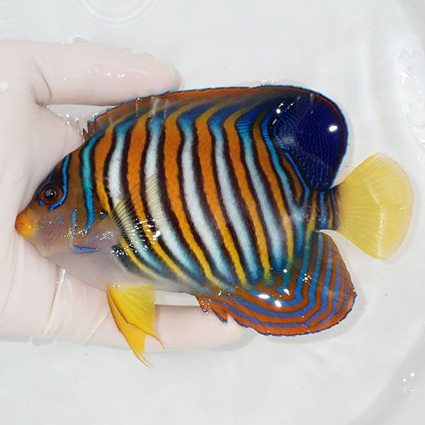 【現物7】ニシキヤッコ 14.5cm±!海水魚 ヤッコ15時までのご注文で当日発...