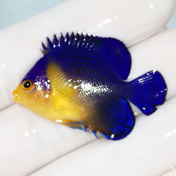 【現物11】スミレヤッコ 3.8cm±! 海水魚 ヤッコ 15時までのご注文で当日...