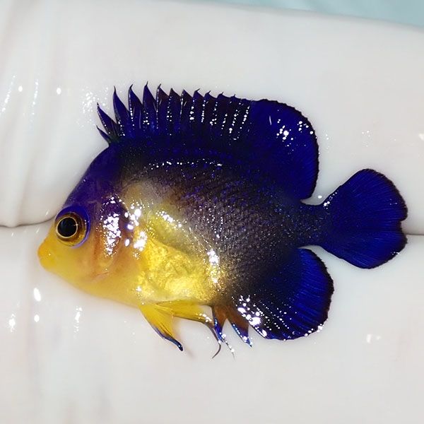 【現物12】スミレヤッコ 2.8cm±! 海水魚 ヤッコ 15時までのご注文で当日...