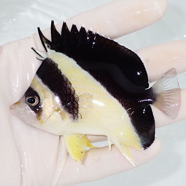 【現物4】バーゲスバタフライ 9cm±! 海水魚 チョウチョウウオ 15時まで...