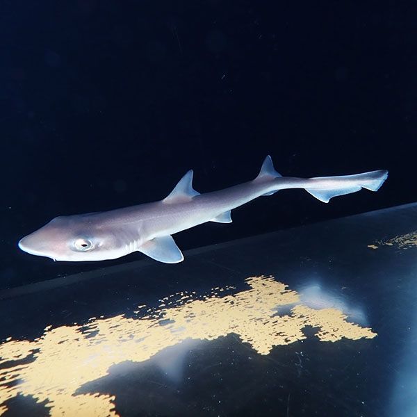 【現物】エイラクブカ ベビー 餌付け済み 25-30cmぐらい ! 海水魚 サメ ...
