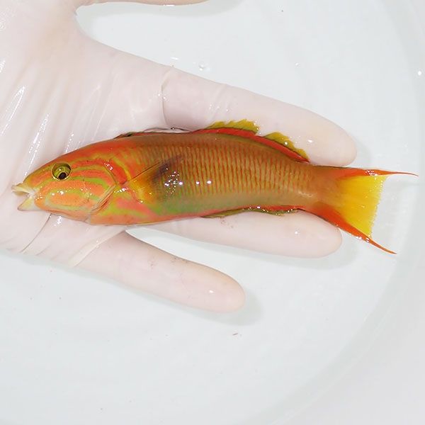 【現物1】ヤマブキベラ ♂ 13cm±!までのご注文で当日発送(t122(t207