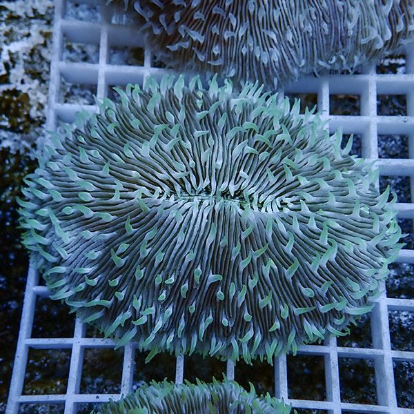 【サンゴ現物2】クサビライシ !15時までのご注文で当日発送 【サンゴ】(...