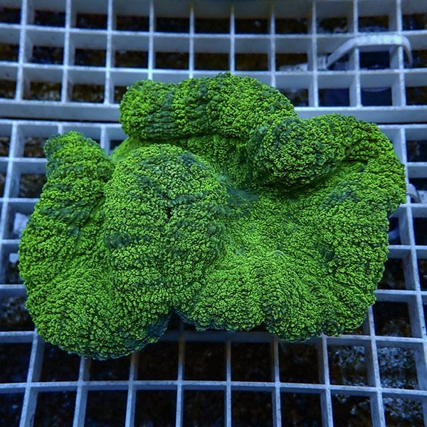 【サンゴ現物8】★ハナガタサンゴ!15時までのご注文で当日発送(t134