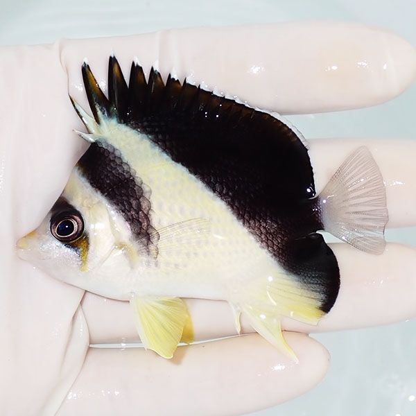 【現物5】バーゲスバタフライ 7.5cm±! 海水魚 チョウチョウウオ 15時ま...