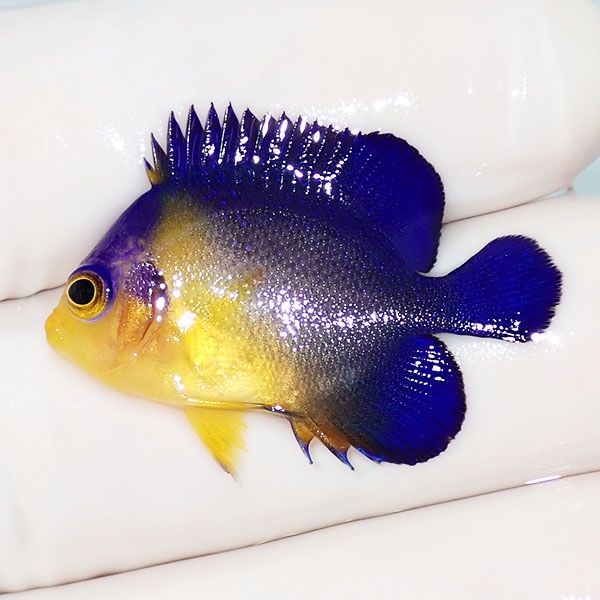 【現物18】スミレヤッコ 3cm±! 海水魚 ヤッコ 15時までのご注文で当日発...