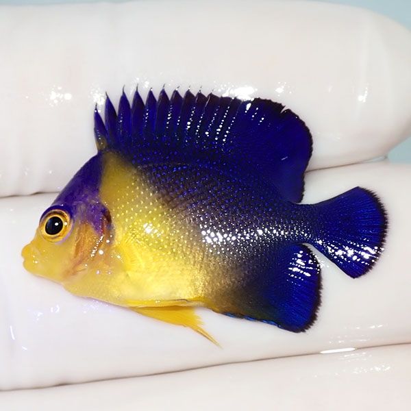 【現物19】スミレヤッコ 3.3cm±! 海水魚 ヤッコ 15時までのご注文で当日...