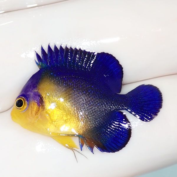 【現物21】スミレヤッコ 2.8cm±! 海水魚 ヤッコ 15時までのご注文で当日...