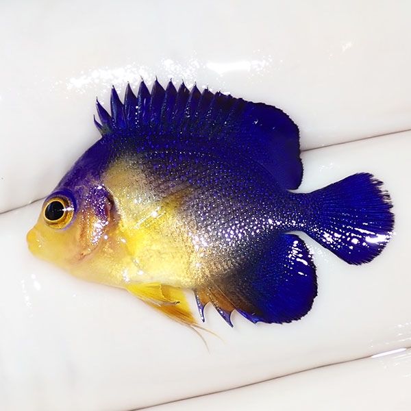 【現物22】スミレヤッコ 3cm±! 海水魚 ヤッコ 15時までのご注文で当日発...