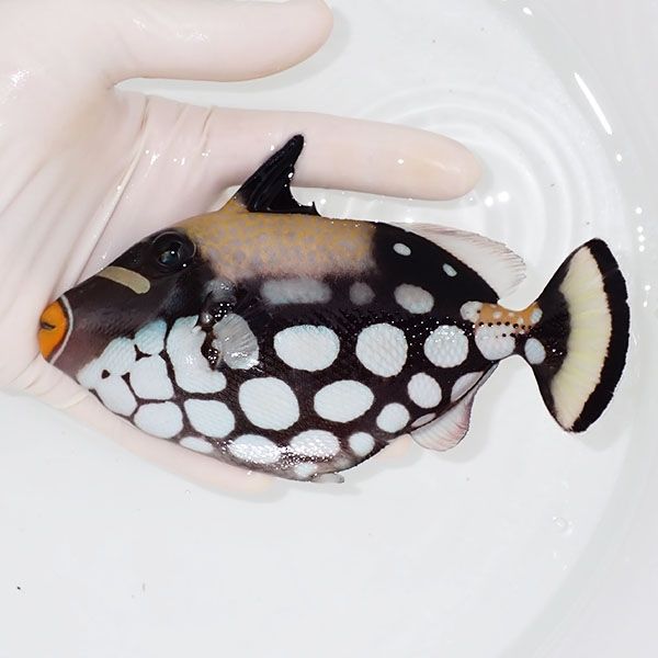 【現物1】モンガラカワハギ big 15.5cm±! 海水魚 ハギ !15時までのご注...