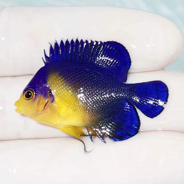 【現物23】スミレヤッコ 4cm±! 海水魚 ヤッコ 15時までのご注文で当日発...