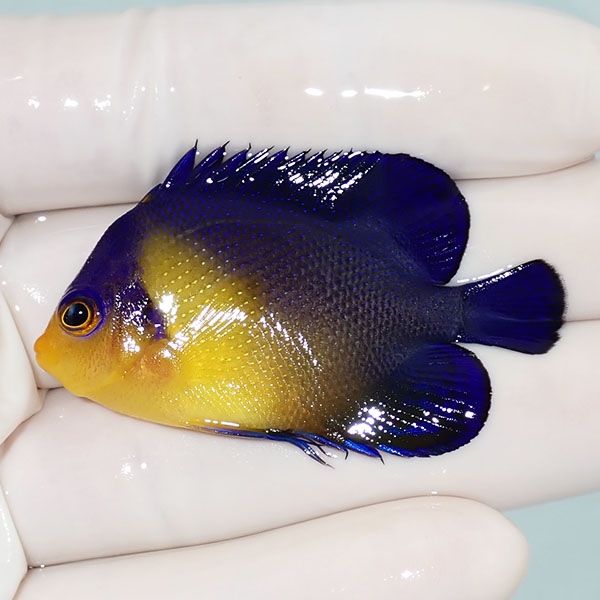 【現物24】スミレヤッコ 5.5cm±! 海水魚 ヤッコ 15時までのご注文で当日...