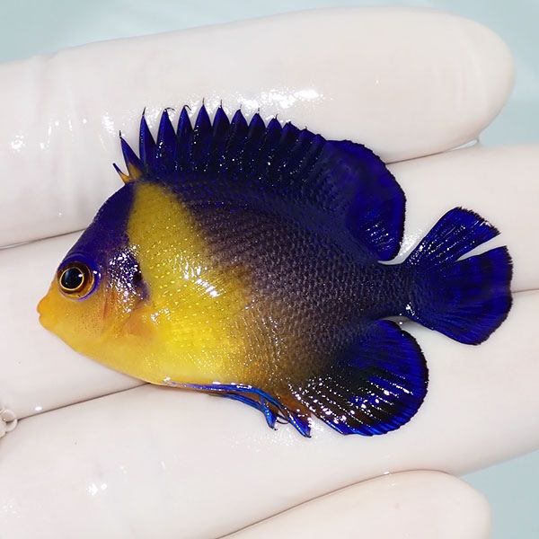 【現物25】尾びれ裂け スミレヤッコ 5cm±! 海水魚 ヤッコ 15時までのご...