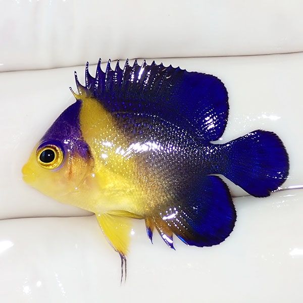 【現物26】スミレヤッコ 3.2cm±! 海水魚 ヤッコ 15時までのご注文で当日...