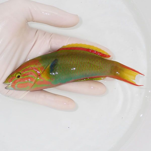 【現物2】ヤマブキベラ ♂ 15cm± !15時までのご注文で当日発送(t122(t207
