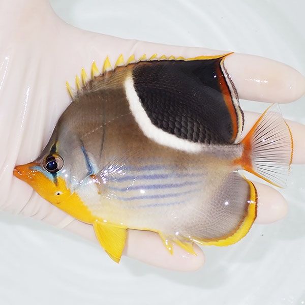 【現物1】セグロチョウ 11.5cm±! 海水魚 チョウチョウウオ 15時までの...
