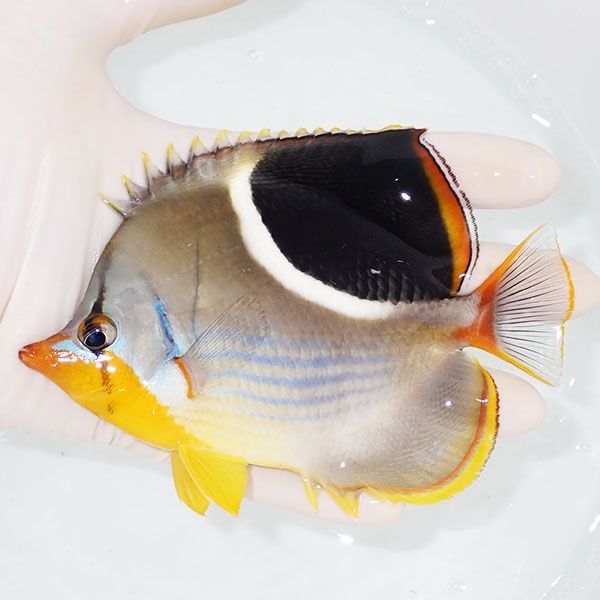 【現物2】セグロチョウ 13cm±!海水魚 チョウチョウウオ 15時までのご注...