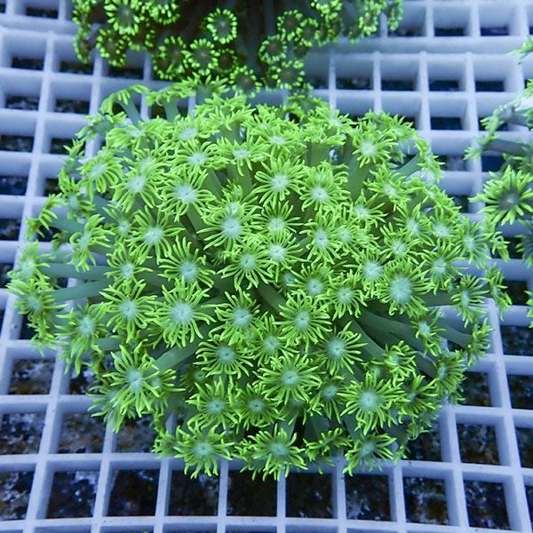 【サンゴ現物15】ハナガササンゴ!15時までのご注文で当日発送【サンゴ】...