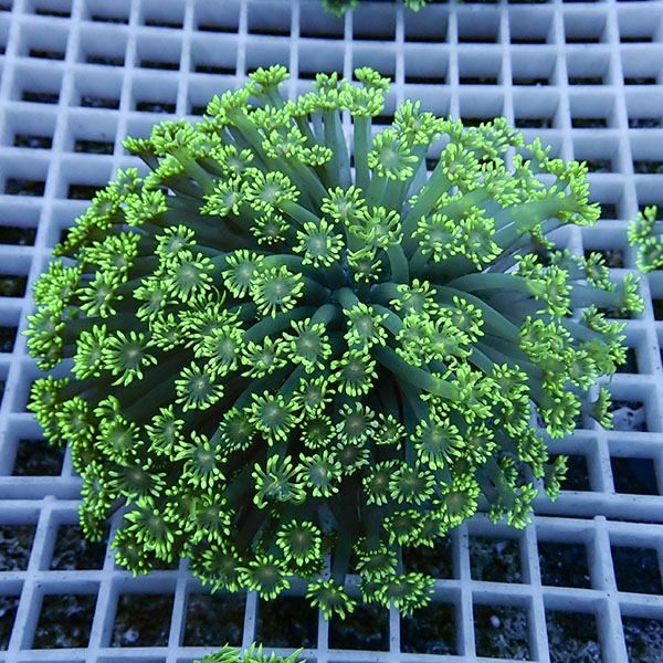 【サンゴ現物16】ハナガササンゴ!15時までのご注文で当日発送【サンゴ】...