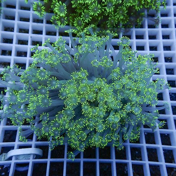 【サンゴ現物18】ハナガササンゴ!15時までのご注文で当日発送【サンゴ】...