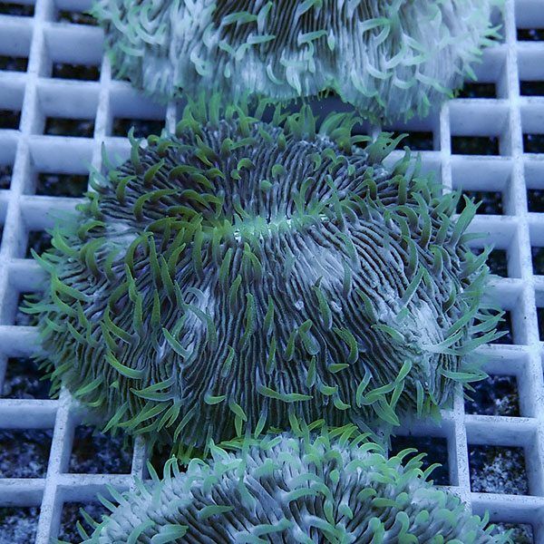 【サンゴ現物18】クサビライシ !15時までのご注文で当日発送 【サンゴ】...