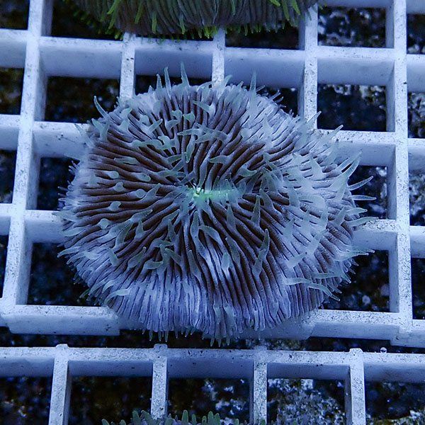 【サンゴ現物24】クサビライシ !15時までのご注文で当日発送 【サンゴ】...