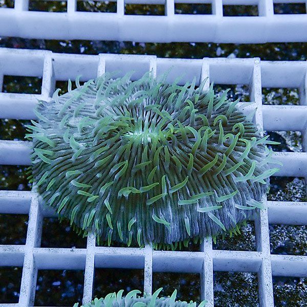 【サンゴ現物28】クサビライシ !15時までのご注文で当日発送 【サンゴ】...